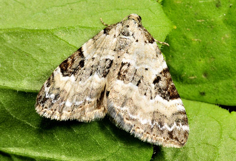Geometridae - Perizoma blandiata